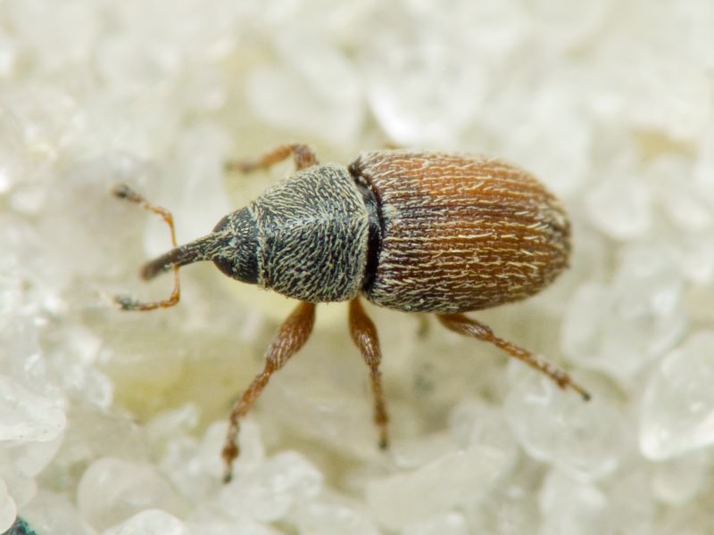 Mecinus pascuorum (Gyllenhal, 1813)